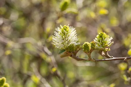 Fothergilla gardenii - 40-50 CM C5 - image 5