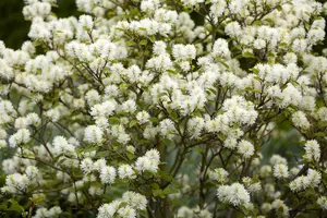 Fothergilla gardenii - 25-30 CM RB - image 2