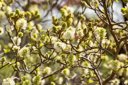 Fothergilla gardenii - 25-30 CM RB - image 3