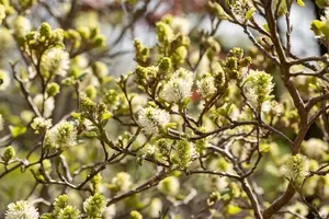 Fothergilla gardenii - 25-30 CM RB - image 3