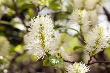 Fothergilla gardenii - 40-50 CM C5 - image 1