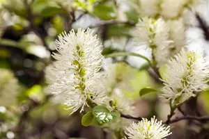 Fothergilla gardenii - 40-50 CM C5 - image 5