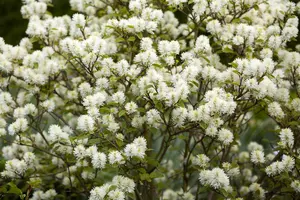 Fothergilla int. 'Blue Shadow'?