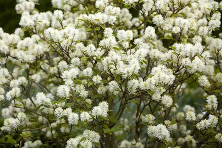 Fothergilla int. 'Blue Shadow'? - 30-40 CM C3