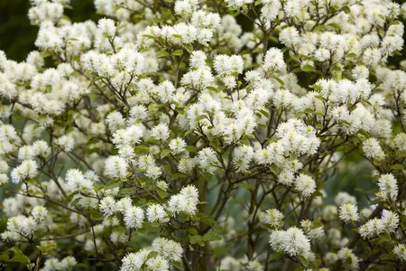 Fothergilla int. 'Blue Shadow'? - 25-30 CM C3