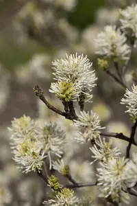Fothergilla major - 20 Ltr pot - image 4