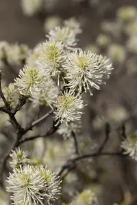 Fothergilla major - 20 Ltr pot - image 5