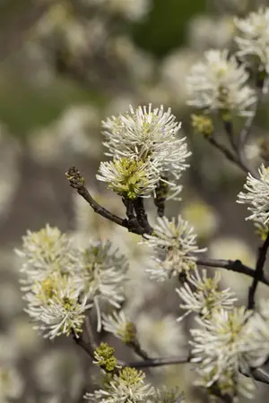 Fothergilla major - 30-40 CM C10 - image 3