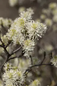 Fothergilla major - 30-40 CM C10 - image 4