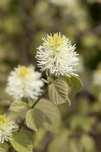Fothergilla major - 30-40 CM C10 - image 5