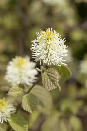 Fothergilla major - 40-50 CM C10 - image 5