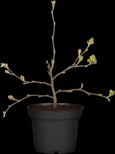 Fothergilla major - 30-40 CM C12 - image 5