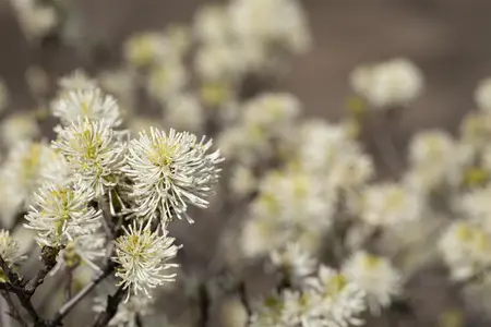 Fothergilla major - 20 Ltr pot - image 2