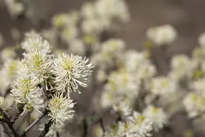 Fothergilla major - 20 Ltr pot - image 2
