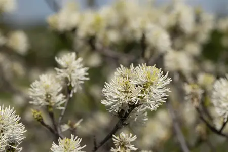 Fothergilla major - 30-40 CM C12 - image 3