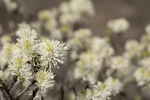 Fothergilla major - 40-50 CM C7.5 - image 5