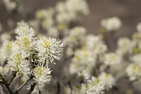 Fothergilla major - 30-40 CM C10 - image 1
