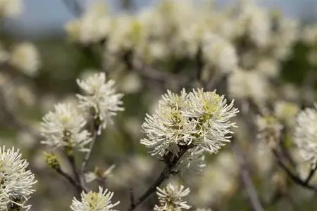 Fothergilla major - 30-40 CM C10 - image 2