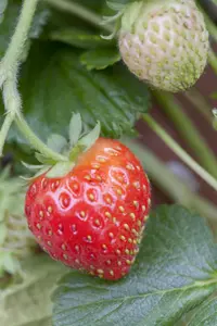 Fragaria ananassa 'Milan'