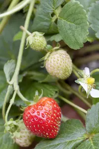 Fragaria ananassa 'R?gen' - P9 - image 2