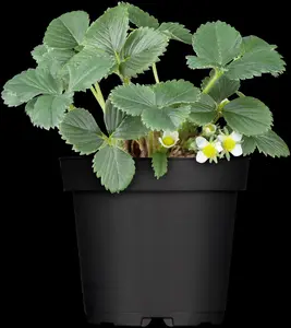 Fragaria ananassa 'R?gen' - P9 - image 4