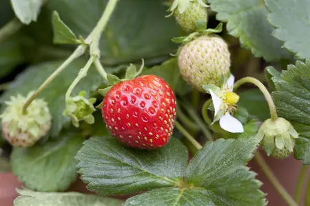 Fragaria ananassa 'R?gen' - P9 - image 3