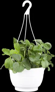 Fragaria ananassa 'R?gen' - P9 - image 5