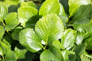 Fragaria chiloensis 'Chaval'