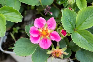 Fragaria 'Lipstick' (Stickbolwi)