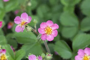 Fragaria 'Pink Panda'(Frel)