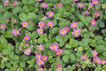 Fragaria 'Pink Panda'(Frel) - P9 - image 2