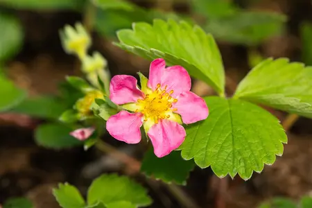 Fragaria 'Pink Panda'(Frel) - P9 - image 3