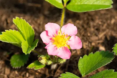 Fragaria 'Pink Panda'(Frel) - P9 - image 4