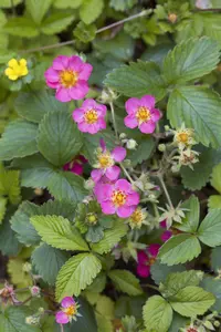 Fragaria vesca - P9 - image 3