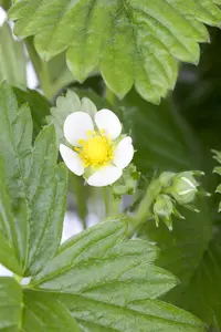 Fragaria vesca - P9 - image 5