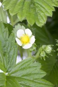 Fragaria vesca - P11 - image 4