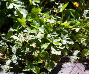 Fragaria vesca - P9 - image 2