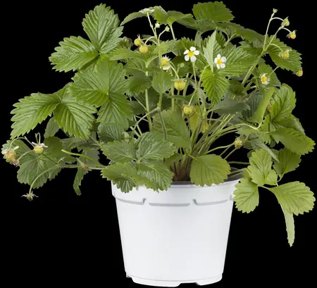 Fragaria vesca - P9 - image 4