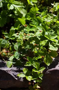 Fragaria vesca - P11 - image 5