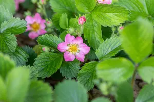 Fragaria vesca 'Alexandria' - P9
