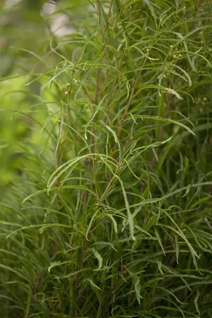 Frangula alnus 'Fine Line'? - 150-175 CM C50 - image 3