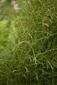 Frangula alnus 'Fine Line'? - 150-175 CM C50 - image 3