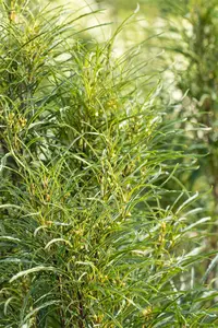 Frangula alnus 'Fine Line'? - Liners bare root - image 5