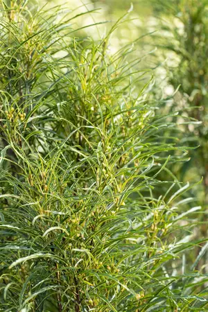 Frangula alnus 'Fine Line'? - 175-200 CM RB - image 5