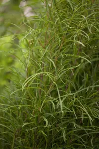 Frangula alnus 'Fine Line'? - 100-125 CM C15 - image 5
