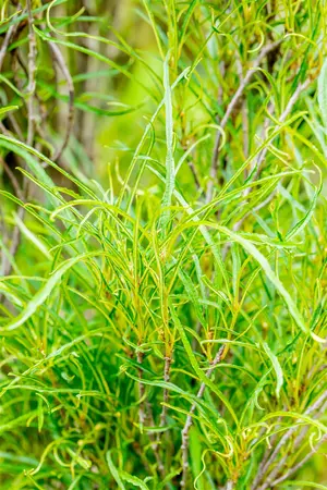 Frangula alnus 'Fine Line'? - SOLITAIR 150-175 CM C35 - image 3