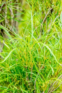 Frangula alnus 'Fine Line'? - SOLITAIR 150-175 CM C35 - image 3