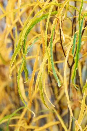 Frangula alnus 'Fine Line'? - 125-150 CM C30 - image 5