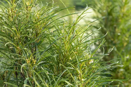 Frangula alnus 'Fine Line'? - 80-100 CM RB - image 4