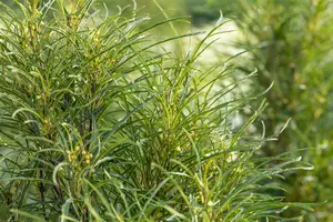 Frangula alnus 'Fine Line'? - Liners bare root - image 4